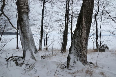 Bare trees on landscape