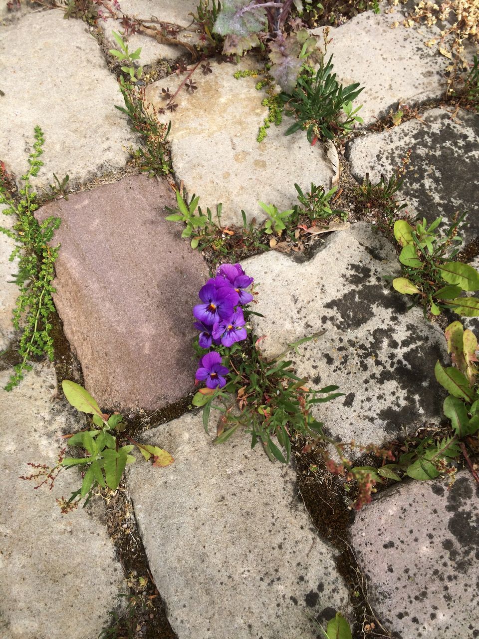 flower, plant, growth, high angle view, fragility, nature, freshness, leaf, petal, beauty in nature, sunlight, sand, growing, day, outdoors, no people, ground, close-up, blooming, green color