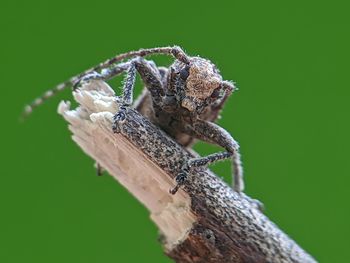 Close-up of insect on wood