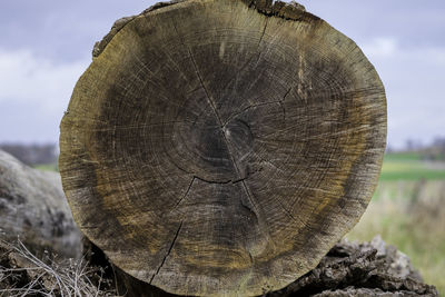 Close-up of tree stump on field