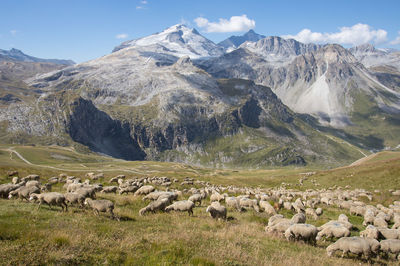 Herd of sheep in transhumance in the alps in summer in the parc de la vanoise above tignes