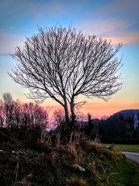 Silhouette bare tree on field against sky at sunset