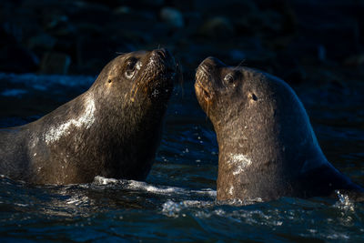 Close-up of sea lion