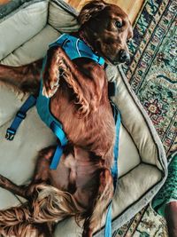 High angle view of dog sitting on floor