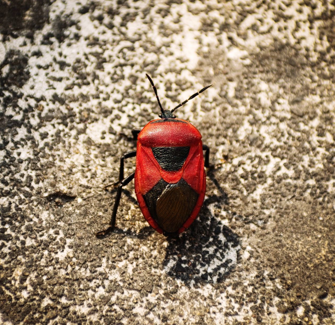 HIGH ANGLE VIEW OF INSECT ON ROCK
