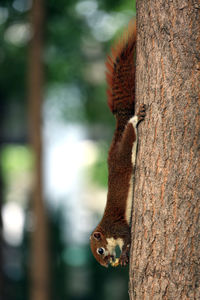 Close-up of squirrel on tree trunk