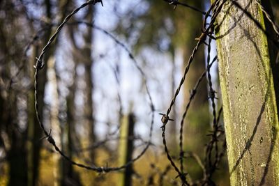 Close-up of tree branch