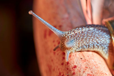 Close-up of snail