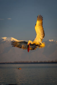 Bird flying over lake