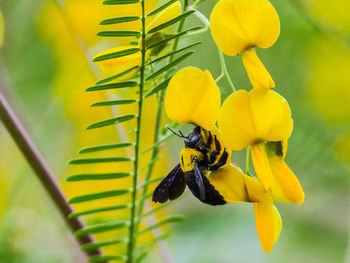 Close-up of bee on yellow flower