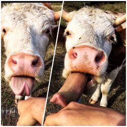 Close-up of sheep