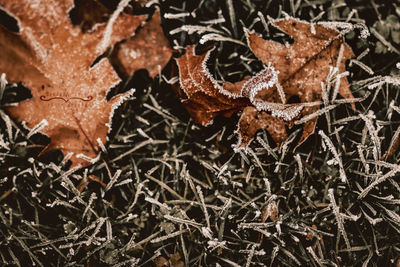 Close-up of dry leaves during winter