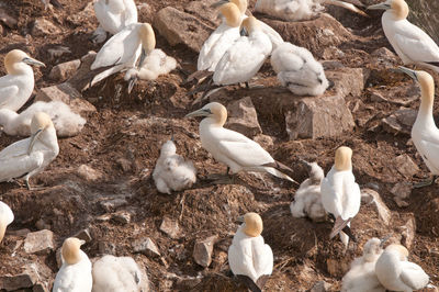 Northern gannets on a nesting island in newfoundland