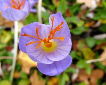 Close-up of flowers