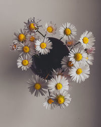 Close-up of daisy flowers