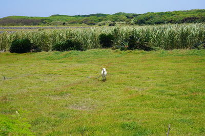 Goat in a field