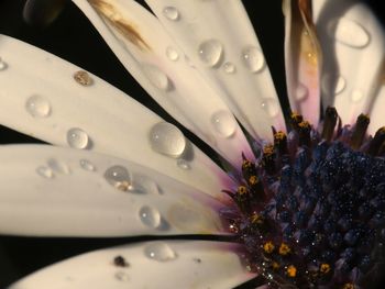 Close-up of wet purple flowering plant