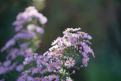 Close-up of purple flowering plant