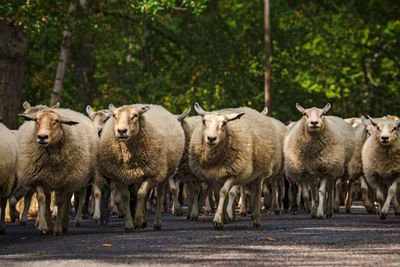 Sheep on the way to a pasture