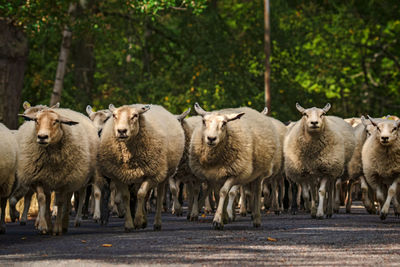 Sheep standing in a farm