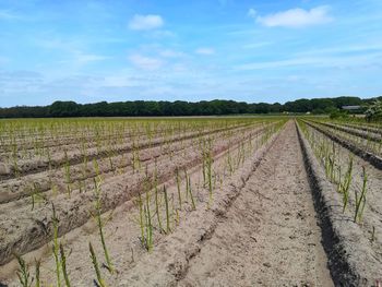 Scenic view of agricultural field against sky