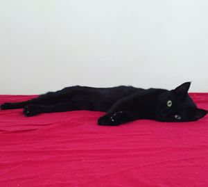 Close-up of cat lying on floor