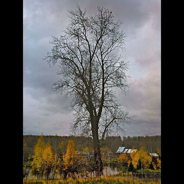 sky, landscape, tree, cloud - sky, field, bare tree, tranquil scene, tranquility, cloudy, scenics, nature, cloud, beauty in nature, rural scene, transfer print, grass, auto post production filter, branch, non-urban scene, growth