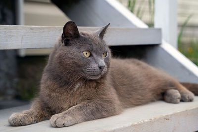 Close-up of a cat looking away