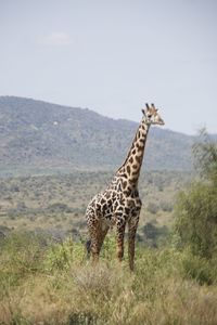 animal