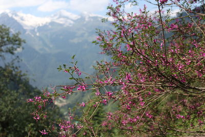Close-up of pink cherry blossom tree