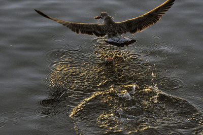 High angle view of bird flying over lake