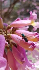 Close-up of bee pollinating on pink flower