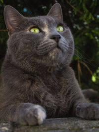 Close-up portrait of cat sitting outdoors