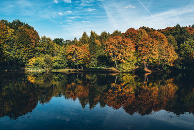 Reflection of trees in calm lake