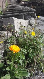 Close-up of yellow flowers blooming outdoors