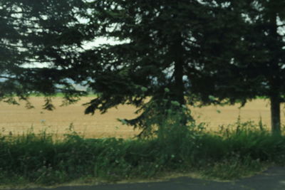 Trees on field against sky