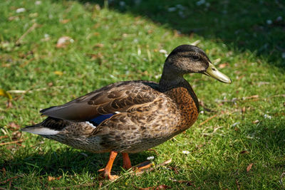 Close-up of mallard duck on field