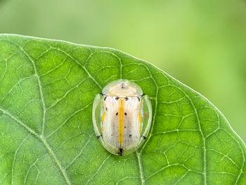 Close-up of insect on leaf