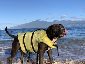 Dog on the beach
