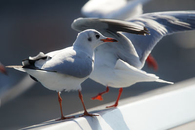 Close-up of seagull perching