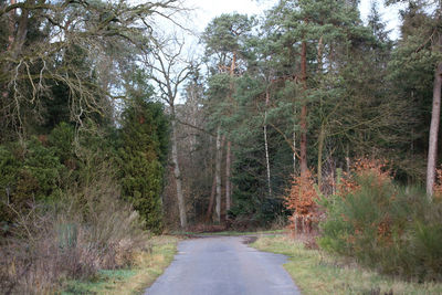 Road amidst trees in forest