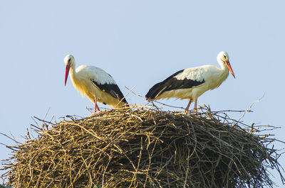 Low angle view of birds perching on nest against sky