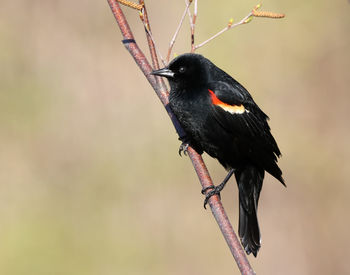 Close-up of bird perching on a branch