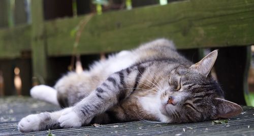 Close-up of cat sleeping outdoors