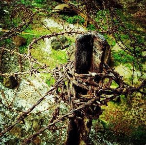 Low angle view of tree trunk