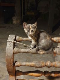 animal
