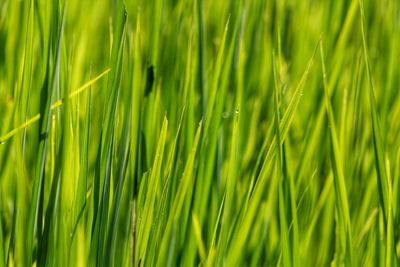 Full frame shot of crops growing on field