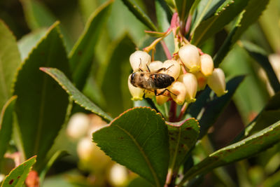 Close-up of insect on plant