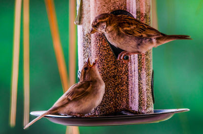 Close-up of bird perching on wooden post