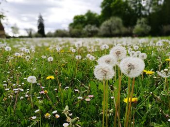 Close-up of white flowers blooming on field